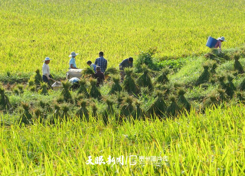 786841-8月14日，在赤水市白云鄉(xiāng)白云村，黨員志愿者和村民搶抓晴好天氣，組織收割，用打谷機(jī)脫粒，確保糧食豐收、顆粒歸倉(cāng)。.jpg